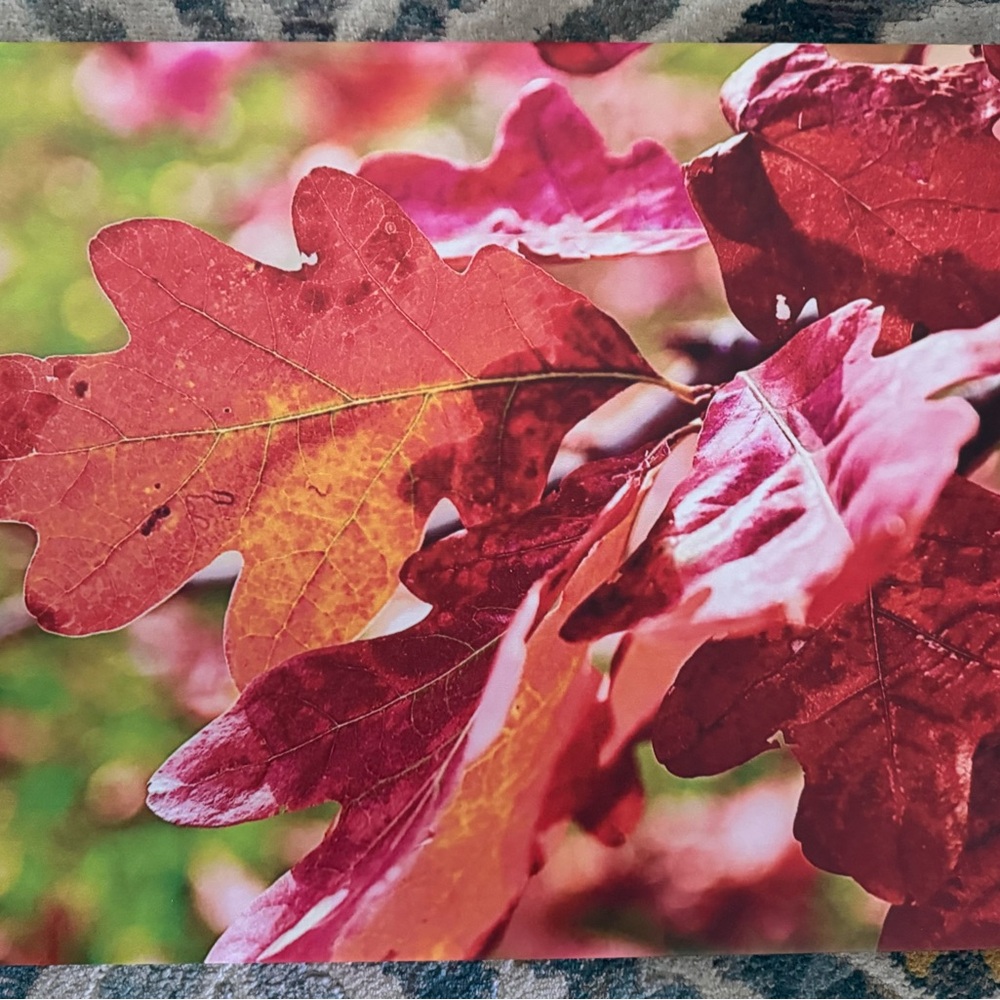 Red and Brown Maple Leaf Photography Art